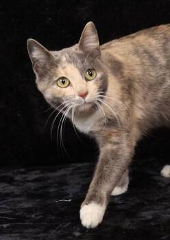 Domestic Short Hair Cats Available for Adoption - Sham Purr Rock | PetCurious