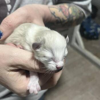 Captain -  Snowshoe Cat for Adoption in Sioux Falls, South Dakota - Captain | PetCurious