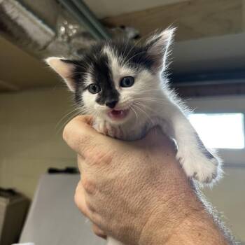 Hoisin -  Domestic Short Hair Cat for Adoption in Harrisville, West Virginia - Hoisin | PetCurious