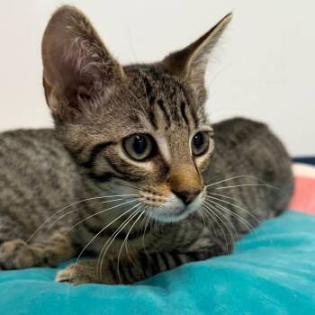 Soup -  Domestic Short Hair Cat Available for Adoption in West Palm Beach, Florida - Soup | PetCurious