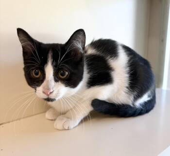 Pokemon ~ Available at PetSmart Warsaw, IN! -  Domestic Short Hair Cat for Adoption in Rochester, Indiana - Pokemon ~ Available At PetSmart Warsaw, IN! | PetCurious