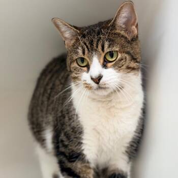 Domestic Short Hair Cats Available for Adoption in Champaign, Illinois - Nessie | PetCurious
