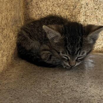 Mericana -  Domestic Short Hair Cat for Adoption in Philadelphia, Pennsylvania - Mericana | PetCurious