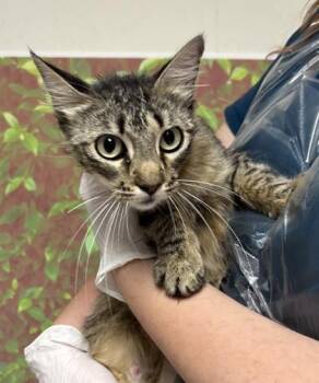 Larissa -  Domestic Short Hair Cat for Adoption in San Antonio, Texas - Larissa | PetCurious