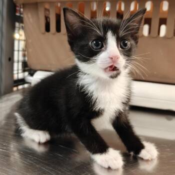 Hard Candy Christmas -  Domestic Short Hair Cat for Adoption in New York, New York - Hard Candy Christmas | PetCurious