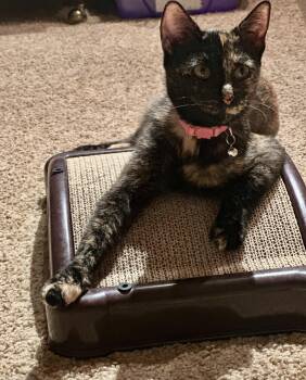Chai -  Domestic Short Hair Cat for Adoption in Parsippany-troy Hills, New Jersey - Chai | PetCurious