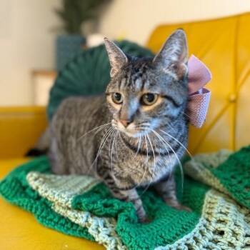Domestic Short Hair and Tabby Cats Available for Adoption in Friendswood, Texas - Faith The Love Bug | PetCurious