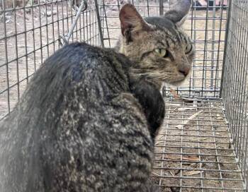 CHESTNUT 5 -  Domestic Short Hair Cat for Adoption in Rancho Cucamonga, California - CHESTNUT 5 | PetCurious