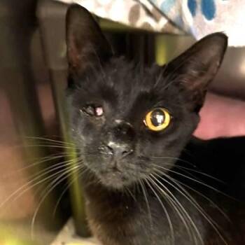 Orbit -  Domestic Short Hair Cat for Adoption in North Myrtle Beach, South Carolina - Orbit | PetCurious