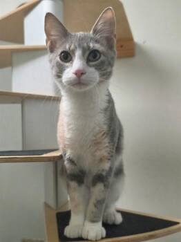 CONFETTI -  Domestic Short Hair Cat for Adoption in St. Peters, Missouri - CONFETTI | PetCurious