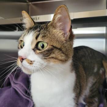 Domestic Short Hair Cats Available for Adoption in Raymond, Washington - Cleo | PetCurious