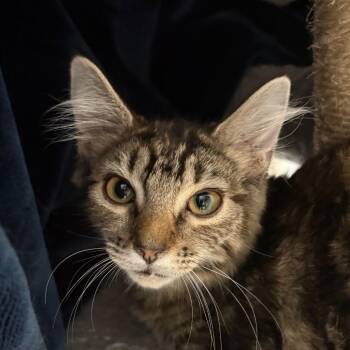 Tootsie -  Domestic Medium Hair Cat for Adoption in Kennebunk, Maine - Tootsie | PetCurious