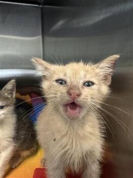 A659969 -  Domestic Short Hair Cat for Adoption in Houston, Texas - A659969 | PetCurious