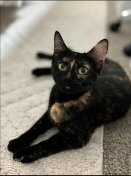 Rescue Domestic Short Hair Cats for Adoption in Warr Acres, Oklahoma - Katniss | PetCurious