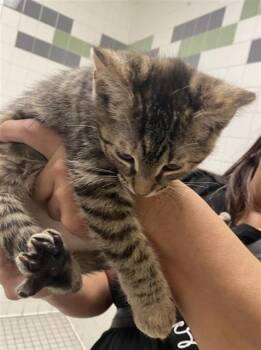 MARIA -  Domestic Short Hair Cat for Adoption in Dallas, Texas - MARIA | PetCurious