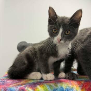 Annie -  American Shorthair Cat for Adoption in Bethel, Connecticut - Annie | PetCurious