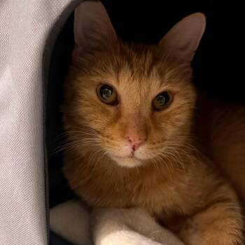 Peaches -  Domestic Short Hair Cat for Adoption in Las Vegas, Nevada - Peaches | PetCurious