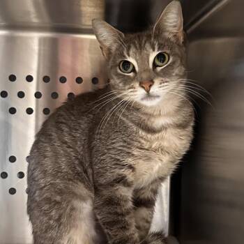 Domestic Short Hair Cats Available for Adoption - Lady Mae | PetCurious