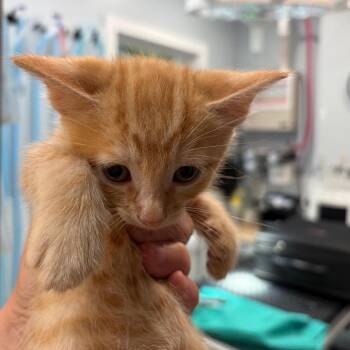 Arya_kit 5 -  Domestic Short Hair Cat for Adoption in Scituate, Massachusetts - Arya_kit 5 | PetCurious