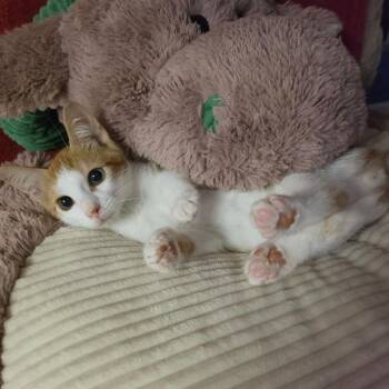 DALLAS -  Domestic Short Hair Cat for Adoption in Graham, Washington - DALLAS | PetCurious