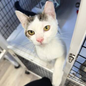 Domestic Short Hair Cats Available for Adoption in Trenton, New Jersey - Rudy | PetCurious