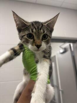 BENEDICT -  Domestic Short Hair Cat for Adoption in Indianapolis, Indiana - BENEDICT | PetCurious
