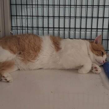 James -  Domestic Long Hair Cat for Adoption in Nashville, Tennessee - James | PetCurious