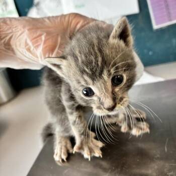 Sprague -  Domestic Short Hair Cat for Adoption in Salt Lake City, Utah - Sprague | PetCurious