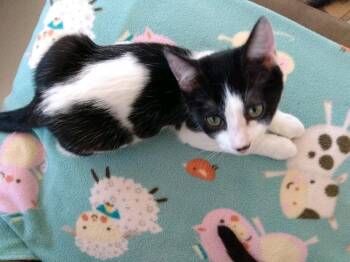 Rescue Domestic Short Hair Cats for Adoption in Klamath Falls, Oregon - Ferdinand (Ferdy) | PetCurious