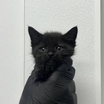 Kamino -  Domestic Short Hair Cat Available for Adoption in Abilene, Texas - Kamino | PetCurious