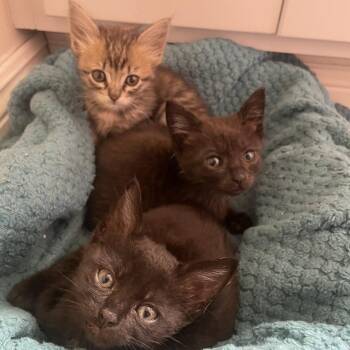 Phasma -  Domestic Short Hair Cat for Adoption in Westminster, California - Phasma | PetCurious