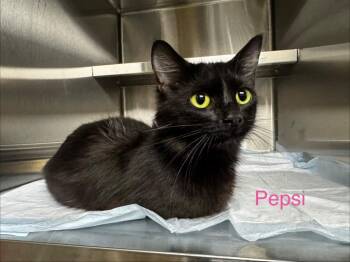 Pepsi -  Domestic Short Hair Cat for Adoption in Shelbyville, Tennessee - Pepsi | PetCurious
