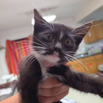 Benny -  Domestic Short Hair Cat for Adoption in Leander, Texas - Benny | PetCurious