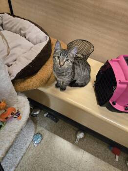 Domestic Short Hair Cats Available for Adoption in Rowlett, Texas - Murray | PetCurious
