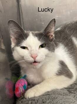 Lucky -  Domestic Short Hair Cat Available for Adoption in Ludington, Michigan - Lucky | PetCurious