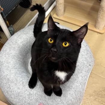 Domestic Short Hair Cats Available for Adoption - Big Ben | PetCurious
