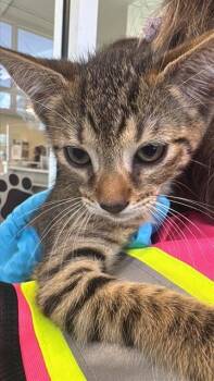 ESTHER -  Domestic Short Hair Cat for Adoption in San Antonio, Texas - ESTHER | PetCurious