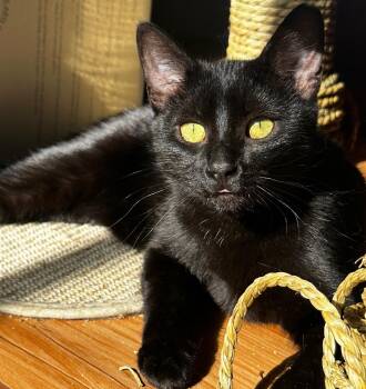 Little Bean -  Domestic Short Hair Cat for Adoption - Little Bean | PetCurious