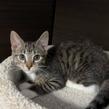Aziz -  Domestic Short Hair Cat for Adoption in Buffalo, New York - Aziz | PetCurious