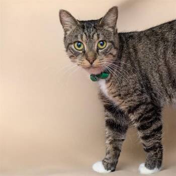 MIKASA -  Domestic Short Hair Cat for Adoption in St. Louis, Missouri - MIKASA | PetCurious