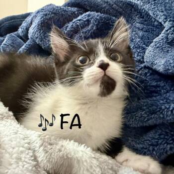 Rescue Domestic Short Hair Cats for Adoption in Reston, Virginia - FA | PetCurious