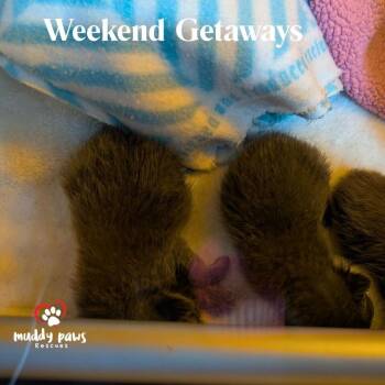 Domestic Short Hair Cats Available for Adoption in Council Bluffs, Iowa - Weekend Getaway:  Tadpole | PetCurious