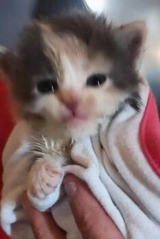 Dilute 2 -  Dilute Calico Cat Available for Adoption in Fair Oaks, Indiana - Dilute 2 | PetCurious
