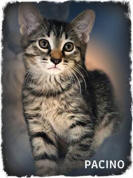 Domestic Short Hair Cats Available for Adoption in Whiting, Indiana - Pacino | PetCurious