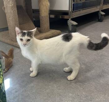 Wesley -  Domestic Short Hair Cat for Adoption in Arlington, Vermont - Wesley | PetCurious