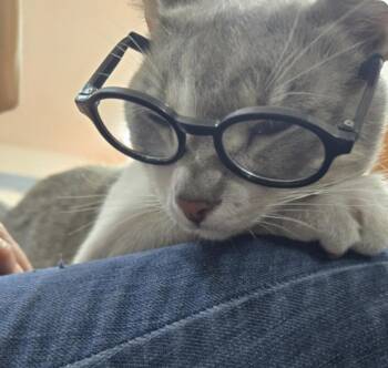 Ash (Chapis) -  Domestic Short Hair Cat for Adoption - Ash (Chapis) | PetCurious