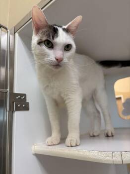 Domestic Short Hair Cats Available for Adoption in Texas City, Texas - JERRELL | PetCurious