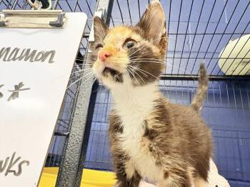 CINNAMON -  Domestic Short Hair Cat for Adoption in Athens, Alabama - CINNAMON | PetCurious
