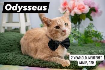 Odysseus -  Domestic Short Hair Cat for Adoption in Sevierville, Tennessee - Odysseus | PetCurious