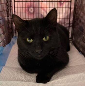 McLovin McDonalds -  Domestic Short Hair Cat for Adoption in Mount Laurel Township, New Jersey - McLovin McDonalds | PetCurious
